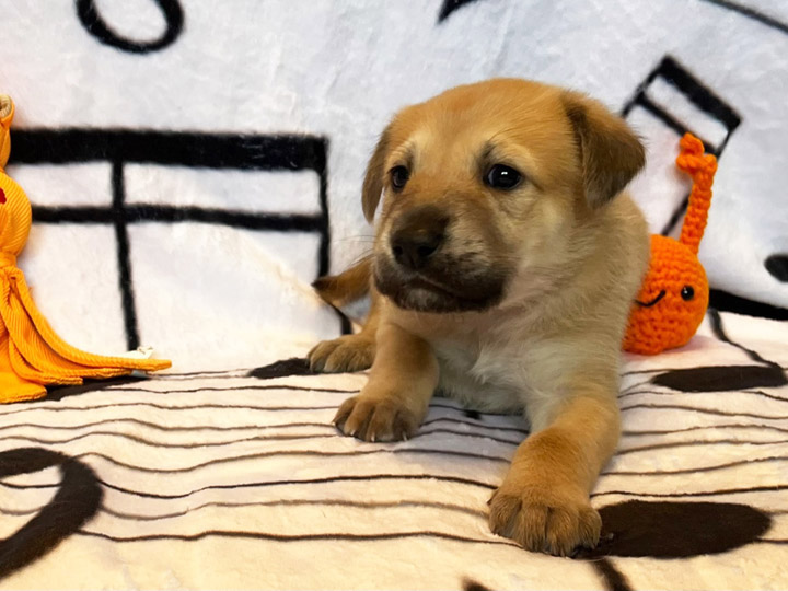 chinook puppy